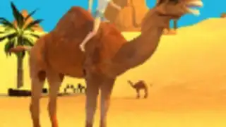 Camel Simulator
