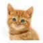 Talking, Dancing Cat.